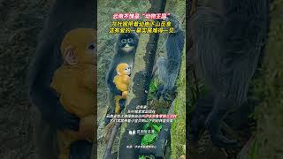 云南不愧是“动物王国”，灰叶猴带着幼崽下山觅食。#灰叶猴 #野生动物 #云南