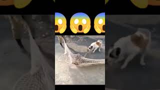 Leopard attact on wildlife Official 😱...!! #shorts #ytshorts #youtube #viral #leopard #trending