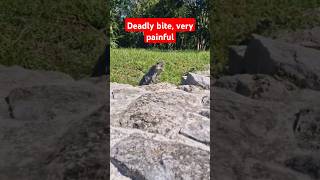 Deadly bite, very painful. #animalbite #viralvideo #shorts #greendez #xcaretpark #Terrer
