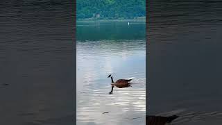 #geese #geeselive #love #youtube #hcocochannel #hcococ