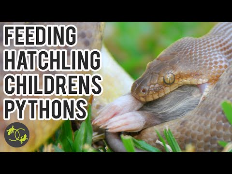 Feeding Hatchling Childrens Pythons (Antaresia) - Cookies Critters 2021