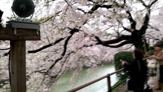Tokyo's most famous Cherry Blossoms