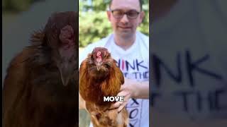Chicken Head Stabilization – Nature’s Gimbal #Shorts #Facts #DidYouKnow #QuickFacts