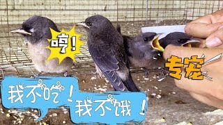 小何一大早去喂鸟，结果小鸟却撒娇闹脾气：我不吃了！【桥头小何】