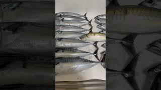 Skipjack tuna #fishing #sodakatsuo #japan #apple #asmr #youtubeshorts #youtubeviral #skipjacktuna