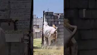 Cow mandi ||  Gain bhaag Gai ||  Fateh jangi ||  Bull run