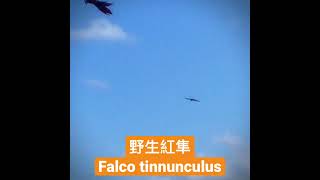 野生的紅隼Falco tinnunculus，可惜手機的焦段不夠😭 #我是鸚鵡 #日常 #模板 #紅隼