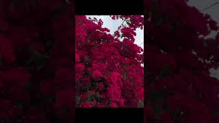 春天好看的花一定要分享给你啊