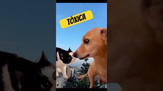#humorparejas #noviatoxica #humorespañol #humor
