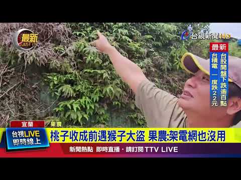 果園遭猴群入侵 桃子收成前被「偷光光」【最新快訊】