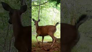 Deer vs Bear