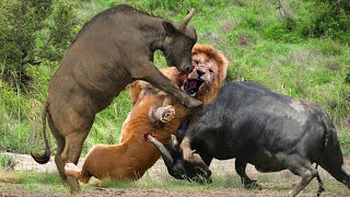 狮子团伙袭击水牛，疯狂的野牛和狮子战斗，野生动物攻击战斗，水牛用它的角刺伤了一头受伤严重的狮子，保护了同伴小水牛！