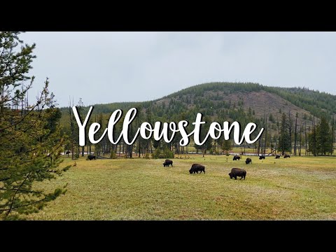 Yellowstone🦬黃石公園丨Day2(上): 野牛/溫泉+雨聲🎧/山景河流🌨丨很忠實的間歇泉⛲Old faithful //🇭🇰港人遊美國🇺🇸黃石篇 (EP.2)丨Travel vlog
