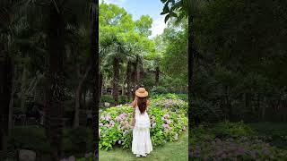 🌸🌿 Zhengzhou's Hydrangea Wonderland! 🌿🌸
