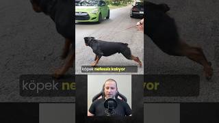 Eğitim Sanıyor #köpek #köpekadam #çağrıaracı #köpekler #dog #punishment #cezaileeğitim #boğmatasma