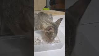 cute cat spark #cat #spark #cutecat #cute