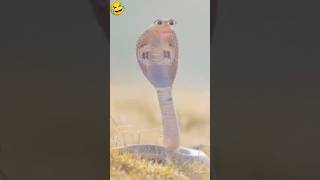 new short video YouTube shorts 2025 number Van trending funny comedy video #youtubeshorts #nocopyri
