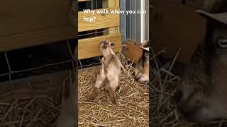 Hopping baby goats #farmon #farmlife #homestead #farmfun #goats