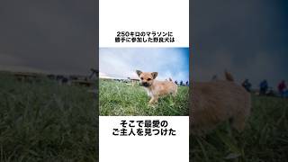 250キロのマラソンに参加し1人のランナーを追いかけ続けた犬#犬#わんこ#雑学