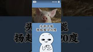 关于猪的冷知识！ #知识分享 #知识探索