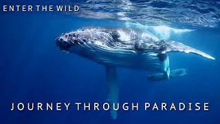 Enter The Wild | Ep 5 : Journey through Paradise - Humpback Whale