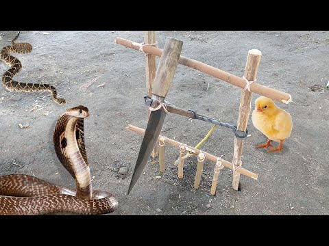 Easy Snake Trap - Creative Method DIY Snake Trap Using Cutter That Work 100%