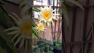 My twin dragon fruit flower timelapse #5 #flower #dragonfruitflower #kopiniaga #shorts #reels