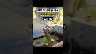 《金玉血脉》#猫meme #内容过于真实 #funny