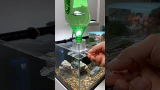 BEST Way ecosystem Fishtank 🐟 #trending #aqurium #fishaquarium #fishtanksetup #fish #shortsfeed #diy