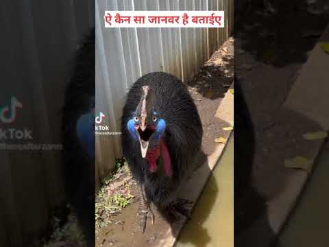 A kon sa jamwar h btaeye #viralvideo #dubai #short