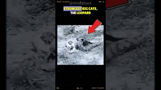 Black Panther vs. Reticulated Python 🐆🐍 | Who Would Win in a Fight?