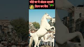 GHODEY KI SHAANADAAR SALAAMI! !🔥🕌 TAJUDDIN BABA URS #horse #dance #nagpur