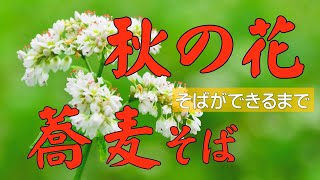 秋の花「蕎麦 そば」 花から実、そしてそばができるまで。意外と知らない蕎麦にまつわる知識も満載です。「十割そば」と「二八そば」の違い、蕎麦という漢字の語源についても解説しています。