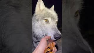 You’ve never seen a nicer wolf. #wolflife #wolves