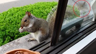 I'm impressed by how Huey treated the baby squirrel