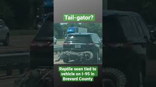 Reptile seen tied to vehicle on I-95 in Brevard County