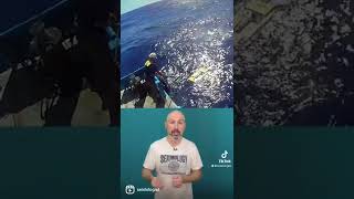 We can record whale songs as well as earthquakes using ocean bottom seismographs!