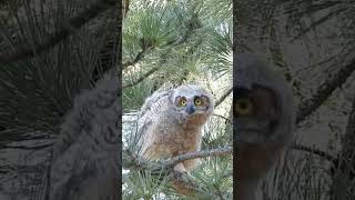 Owl head bobbing #cuteowls #babyowl #headbob