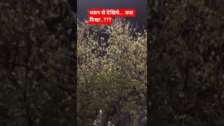 OMG 😱😱...Parrots..?? | बापरे 😱😱..कितने तोते..?#roadtrip #travel #parrots #nature #trending #shorts
