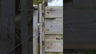 Homemade compost in pallet enclosures