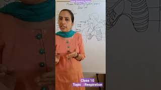 Human Respiratory  System #class10#shorts#short #science#chapter6lifeprocesses #trending #pw