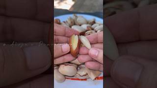 COOKING JACKFRUIT SEEDS FOR SNACKS |  #shorts
