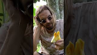Man vs 100lb Jackfruit (Artocarpus heterophyllus)