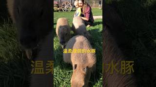 温柔爆萌的世界上体型最大的啮齿类动物。
