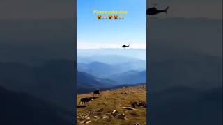 helicopter 🚁 attack markhor 🐏 #viralvideo #ai2025 #aigenerated