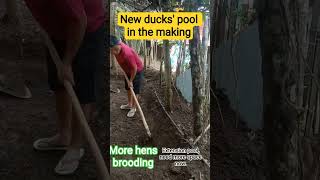 Ducks pool extension, they are now multiplying, need more space.#birds #muscovyducks #pets