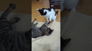 元気にケンカする猫たち