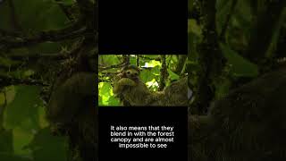 "Amazing Sloth Facts You Never Knew! | Slow but Smart Creatures" #animals #wildlife #facts