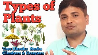 Types of Plants |plants and it's kinds |Tree shrubs herbs climbers and Creepers
