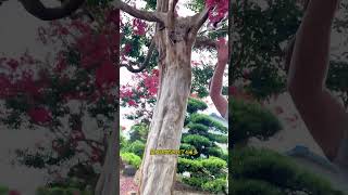 #紫薇树#百日红树#别墅庭院植物